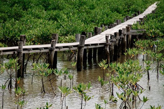 Wooden pathway in the middle of a mangrove conservation area where seedlings are replanted