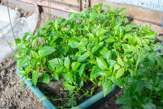 Potted seedlings growing in biodegradable peat moss pots on wooden background with copy space
