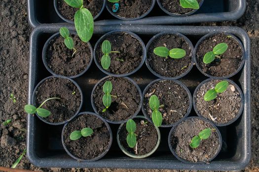 Potted seedlings growing in biodegradable peat moss pots on wooden background with copy space