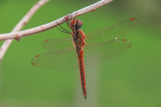 Close up of a Red-veined darter or Sympetrum fonscolombii perched on a branch