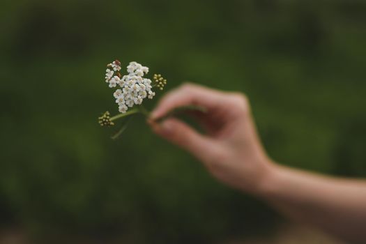The hand holds a wild flower with a ladybug. Close up