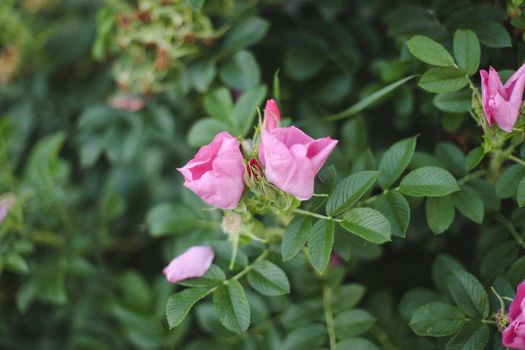 pink rose taken in a garden in spring