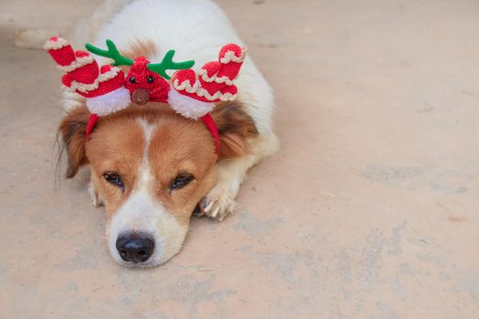 Cute pet dog wearing a Christmas design headdress