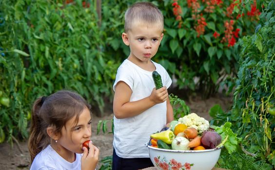 vegetables in the hands of children on the farm. Selective focus. Nature