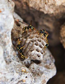 Wasps guarding the nest attached to a rock