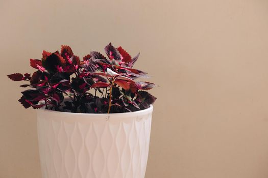 Coleus or Mayana (Coleus amboinicus) in a pot as herbal medicinal plant and a colorful houseplant for a relaxing home decor for Spring