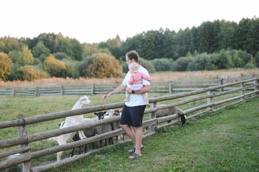 Family feeding goats and sheeps on the farm. Agritourism concept. Father and child petting domestic animals in the village.