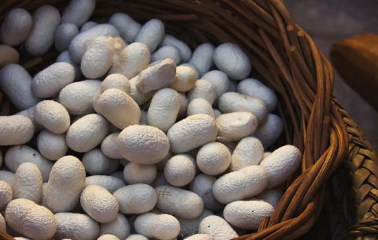 White silkworm cocoons in a hand woven wicker basket