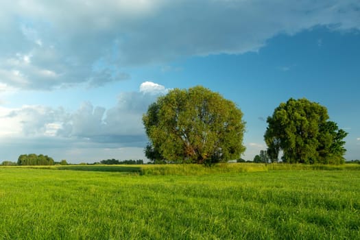 Big green trees growing in the meadow, June day