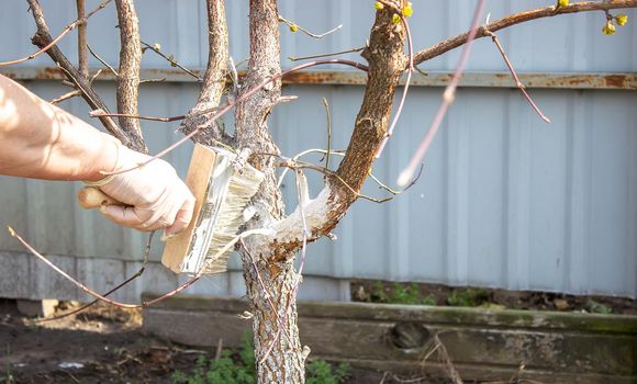 Girl whitewashing a tree trunk in a spring garden. Whitewash of spring trees, protection from insects and pests.selective focus