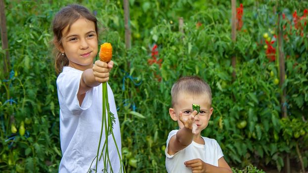 vegetables in the hands of children on the farm. Selective focus. Nature