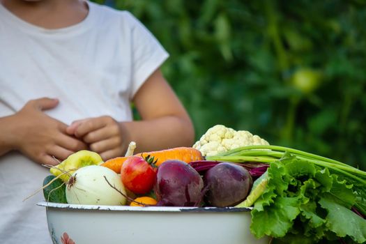 vegetables in the hands of children on the farm. Selective focus. Nature