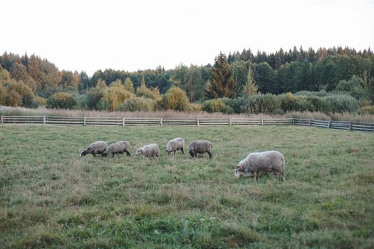 Sheeps and goats on a farm. Agriculture, domestic cloven-hoofed animals