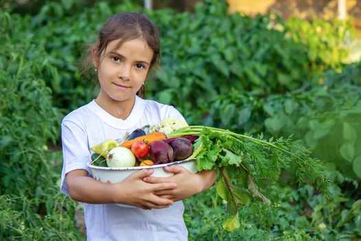 vegetables in the hands of children on the farm. Selective focus. Nature