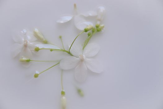 Delicate white flowers in a therapeutic milk bath to show concept of  sustainable comfort and tranquility of the Springtime