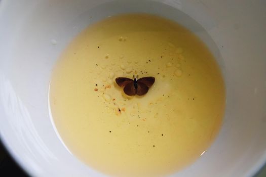 Close up of the moth trapped in a bowl of oil showing the concept of existentialism, mortality, life and death