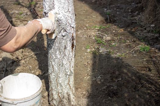Girl whitewashing a tree trunk in a spring garden. Whitewash of spring trees, protection from insects and pests.selective focus