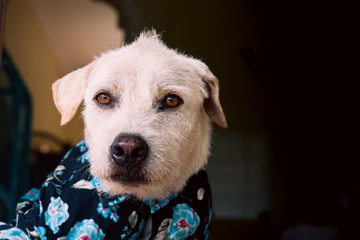 Happy terrier dog wearing a summer floral button down shirt