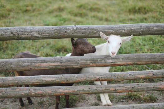 Goat on a farm. Agriculture, domestic cloven-hoofed animals
