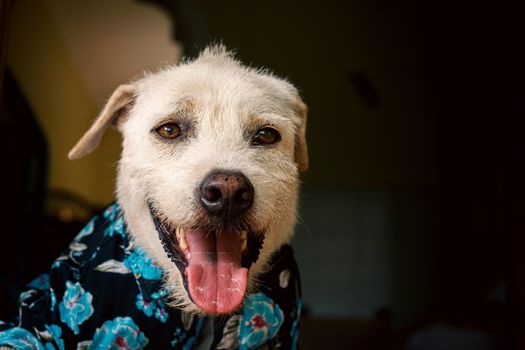 Happy terrier dog wearing a summer floral button down shirt