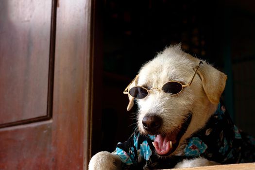 Cute terrier dog dressed in a cool summer outfit