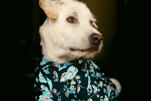 Happy terrier dog wearing a summer floral button down shirt