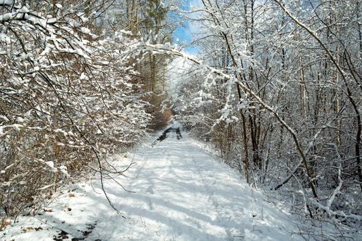 Road through the snow-covered forest, winter sunny day