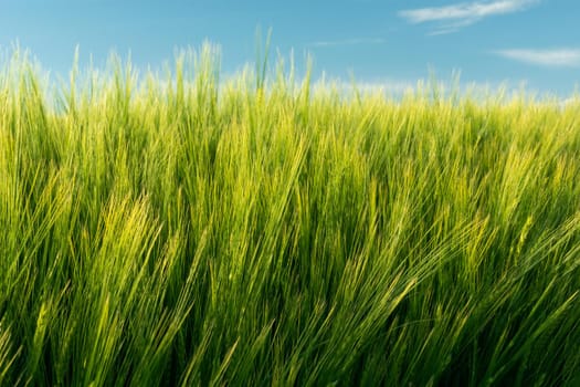 Yellow-green barley grain ears and blue sky, spring view