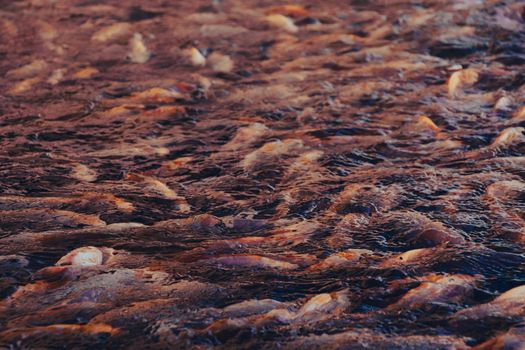 Close up of farmed carp fishes on a feeding frenzy at the water surface