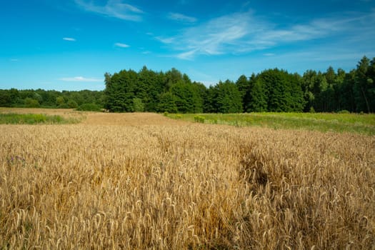 Grain field in front of the forest, summer view