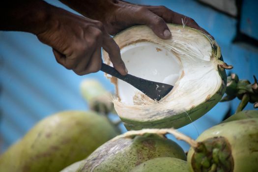 dark skinned man taking out coconut cream using sharp knife and special spoon from green freshly plucked coconut at havelock in andaman nicobar for eating and other products in Andaman