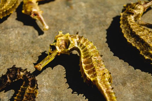 Top view of dried seahorses sold as Traditional Chinese Medicine