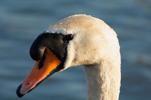 Close-up head of a white mute swan, sunny day