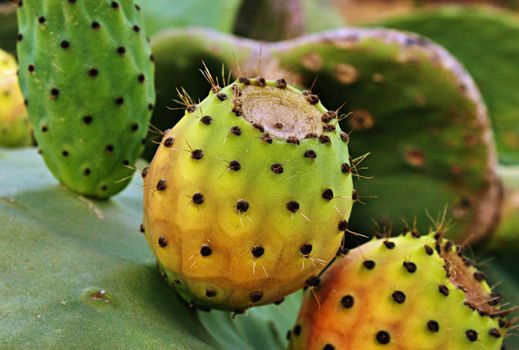 Green and orange prickly pear on cactus plant in the countryside in the mediterranean sun