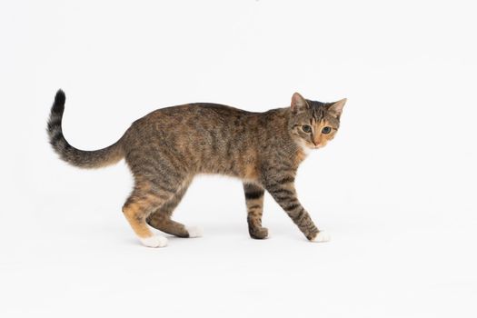 A cat of the European breed, that is multiracial with black-brown color. Cat freely walks isolated on a white background.