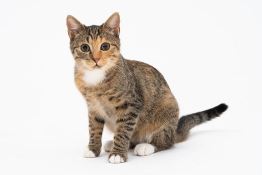 The female cat sits on a white background in the sphinx position and looks carefully, wide-eyed straight at the camera. The cat has protruding ears and a brown-black color.