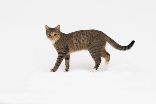 A cat of the European breed, that is multiracial with black-brown color. Cat freely walks isolated on a white background.