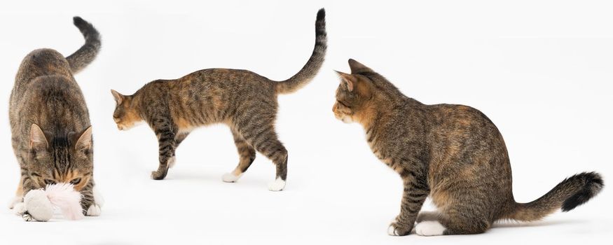 Collection of many different cat behaviors placed on white background. She-cat is a crossbreed of many breeds widespread in Europe. Long tail and erect ears with brown and black color. Panoramic view.