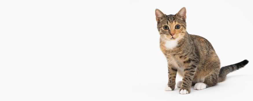 The female cat sits on a white background in the sphinx position and looks carefully, wide-eyed straight at the camera. The cat has protruding ears and a brown-black color. Panoramic view.