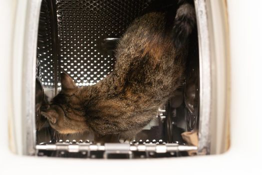 Inside the washing machine, a multiracial cat walks on a perforated drum and checks out new smells for it. Short hair with black stripes.