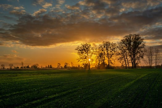Sunset behind tall trees and green farmland, Zarzecze, Poland