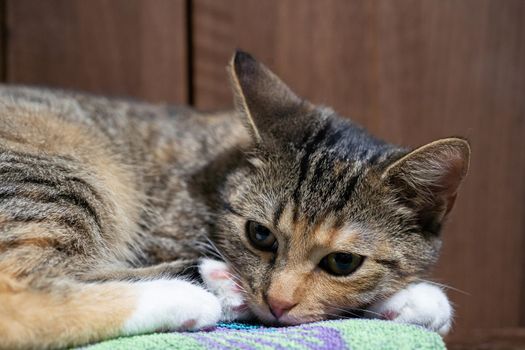 She-cat keeps her eyes open and is lying in place. She is very calm and only observes the surroundings. The short hair is dark brown with black stripes.