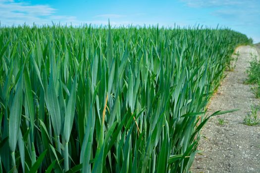 Green barley field by the road from low perspective, spring day
