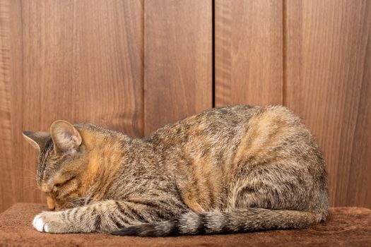 The multiracial cat sleeps soundly on its favorite blanket. The domestic pet rests in its place.