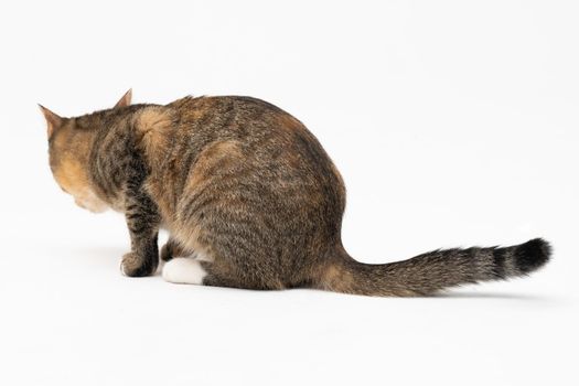 During the search, the cat caught a smell that interested him very much and stopped to examine it thoroughly.