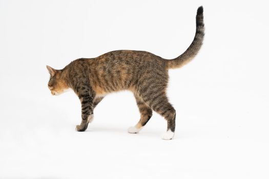 A cat of the European breed, that is multiracial with black-brown color. Cat freely walks isolated on a white background.