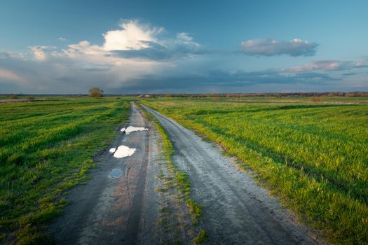 Dirt road with puddles between green fields, evening view