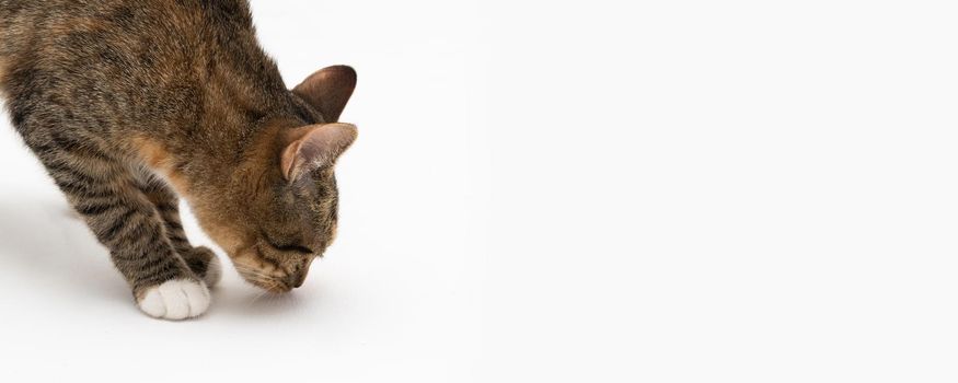During the search, the cat caught a smell that interested him very much and stopped to examine it thoroughly. Panoramic view.