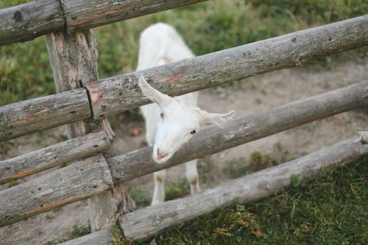 Goat on a farm. Agriculture, domestic cloven-hoofed animals