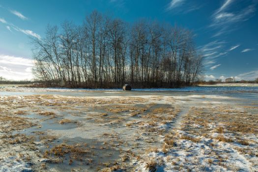 Snow and ice on the meadow and a group of trees, winter day
